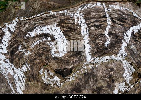 White lichens growing on a tree stump forming an abstract design, patterns in nature Stock Photo