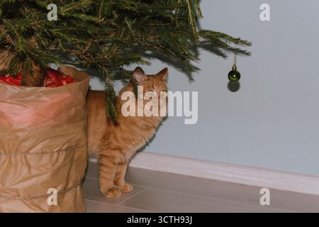 A ginger cat plays near a Christmas tree with Christmas balls. Concept for the Christmas and New Year holidays Stock Photo