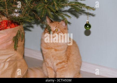 A ginger cat plays near a Christmas tree with Christmas balls. Concept for the Christmas and New Year holidays Stock Photo