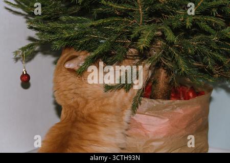 A ginger cat plays near a Christmas tree with Christmas balls. Concept for the Christmas and New Year holidays Stock Photo