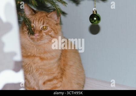 A ginger cat plays near a Christmas tree with Christmas balls. Concept for the Christmas and New Year holidays Stock Photo