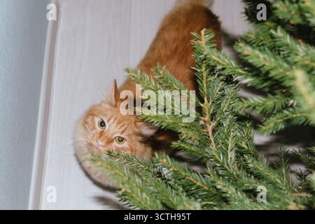 A ginger cat plays near a Christmas tree with Christmas balls. Concept for the Christmas and New Year holidays Stock Photo