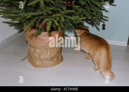 A ginger cat plays near a Christmas tree with Christmas balls. Concept for the Christmas and New Year holidays Stock Photo