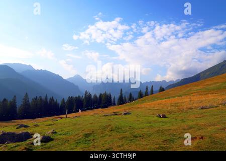 Scenic mountain landscape with grassy meadow and evergreen trees under a bright blue sky. Stock Photo