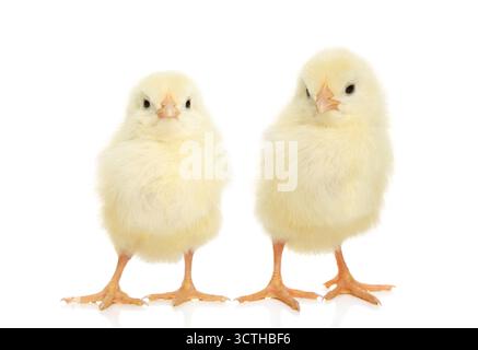 Two fluffy baby chicks stand together on a plain surface with a soft glow for an easter celebration Stock Photo