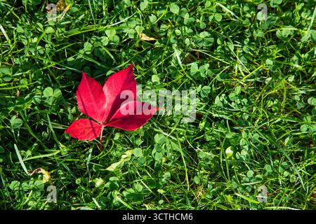 A bright red autumn leaf resting on lush green grass, symbolizing seasonal change and natural contrast in vivid sunlight. Stock Photo
