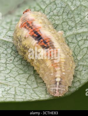 Syrphus sp hoverfly larva on underside of leaf. Tipperary, Ireland Stock Photo