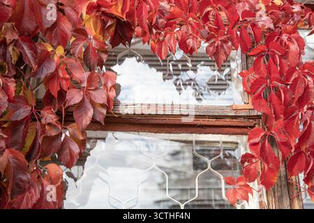Red autumn leaves of wild grape covering an old wooden window with cracked paint and reflections in glass. Seasonal vintage scene symbolizing autumn b Stock Photo