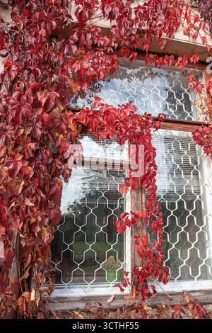 Red autumn leaves of wild grape covering an old wooden window with cracked paint and reflections in glass. Seasonal vintage scene symbolizing autumn b Stock Photo