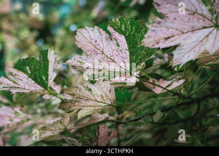 Leaves of Sycamore maple var Nizetii tree - Acer pseudoplatanus Stock Photo