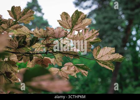 Leaves of Sycamore maple var Nizetii tree - Acer pseudoplatanus Stock Photo