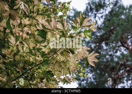 Sycamore maple var Nizetii tree - Latin Acer pseudoplatanus Stock Photo