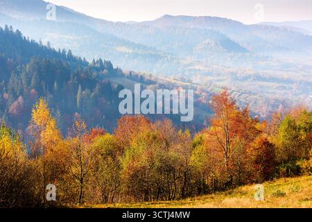mountain landscape of ukraine in autumn. colorful forest on hills in morning light. beautiful view of carpathian rural valley in fall season. scenic p Stock Photo