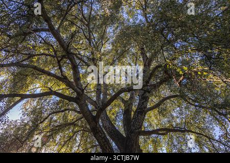 Silver poplar veteran tree in Zaslaw Malicki Park in Warsaw, capital of Poland Stock Photo