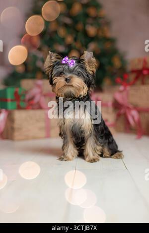 Adorable Yorkshire Terrier puppy with purple bow sitting near Christmas tree and wrapped gifts, festive background. Stock Photo