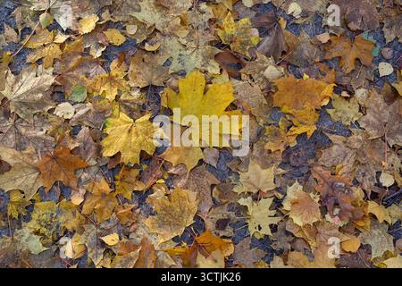 Fallen autumn leaves on the ground. Natural background Stock Photo
