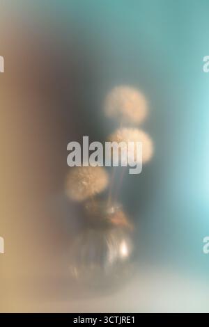 Dandelion seed heads display blurred, soft focus artistry, arranged in a subtle glass vase, creating a serene, dreamy aesthetic with warm light and ge Stock Photo