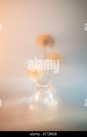 Dandelions displaying their delicate, fluffy seed heads standing in a glass vase, creating a dreamy, magical atmosphere with soft focus and glowing bo Stock Photo