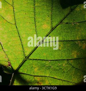 Bright sunlight  shining through a leaf, a green/yellow brightness. Stock Photo