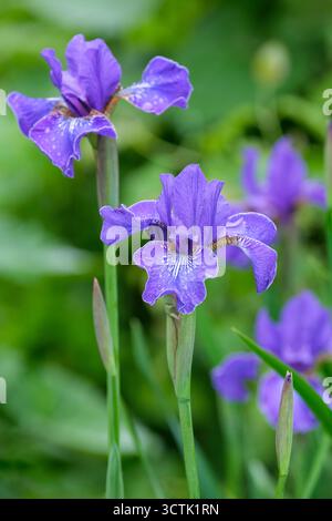 Douglas Iris, Iris douglasiana, flowers vary in colour from purple to  lavender-blue flowers, falls with a white patch Stock Photo