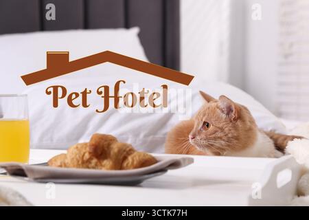 Pet friendly hotel. Cute cat and tray with breakfast on bed in room Stock Photo