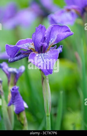 Douglas Iris, Iris douglasiana, flowers vary in colour from purple to  lavender-blue flowers, falls with a white patch Stock Photo