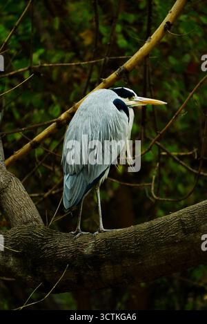 Grey Heron perching on tree Stock Photo