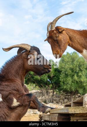 Cheerful goats running and playing on bright sunny day at rural farm. Natural lifestyle, sustainable farming, and happy animals in countryside. Stock Photo