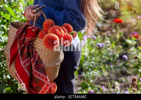 Woman gardener picking fresh dahlias flowers in autumnal garden holding basket and pruner. Stylish farmer admires blooms in fall field. Cornel Bronze Stock Photo