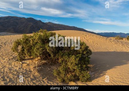 Mesquite Flat Dunes with creosote bush foreground, sand ripples, and distant peaks beneath warm blue sky. Stock Photo
