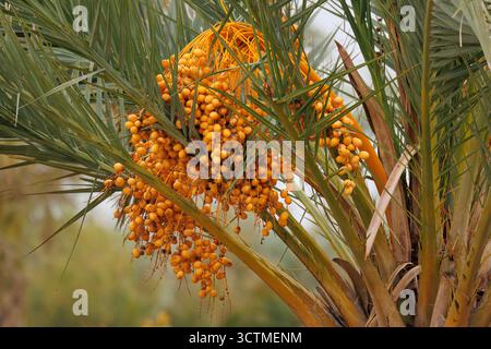 Date palm branches laden with ripe dates create a vibrant color scheme on a cloudy day, Elche, Spain Stock Photo