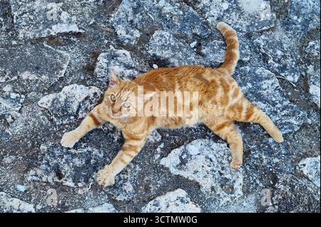 A cute ginger cat with lying on an stone path of the ancient Assos castle, Kefalonia, Greece Stock Photo