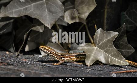 Close-up of a common wall lizard (Podarcis Muralis) hiding behind ivy, low-angle, macro, reduced colours, 16:9 Stock Photo