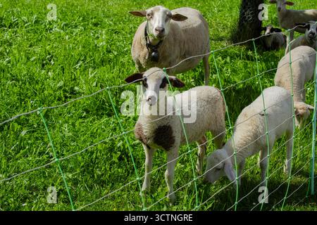 Funny portrait of a little lamb or goat on rural farm, livestock. Little lamb grassing on green summer meadow. Mammal animals outdoors. Farming Stock Photo