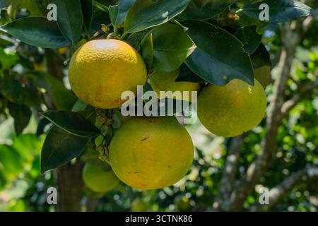 Pomelos (Citrus maxima) growing on a small coffee plantation in Colombia. Stock Photo