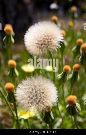 White dandelion flowers Stock Photo