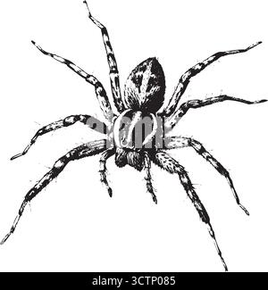 Realistic Spider Vector – Black and White Insect Illustration for Halloween, Nature, and Tattoo Design Themes Stock Vector