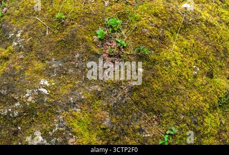 Forest floor. Close-up reveals the intricate textures and earthy hues of a moss-covered rock. Showcasing nature's resilient beauty and the subtle emer Stock Photo
