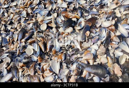 Pile of mussel shells on a beach. Natural marine debris. The image captures the natural accumulation of marine debris. Suitable for coastal and biolog Stock Photo
