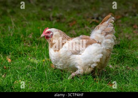 Meusian hen / poule meusienne, French breed of domestic chicken Stock Photo