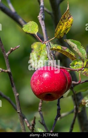 Two ripe red apples hanging from branch in apple tree (Malus domestica) in autumn / fall Stock Photo