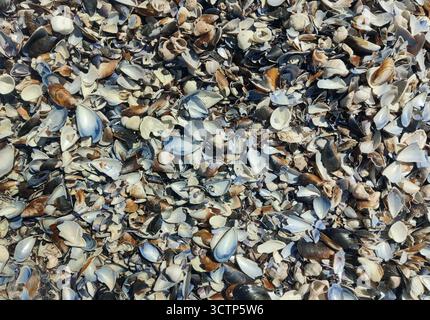 Background of real seashells on the shore. Top view of a variety of seashells scattered on the beach. Awesome background of colors and textures that r Stock Photo