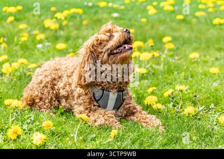 Cavapoo dog in the park on a summer sunny day, mixed, breed of Cavalier King Charles Spaniel and Poodle. Brown cavapoo sitting on green grass with dan Stock Photo