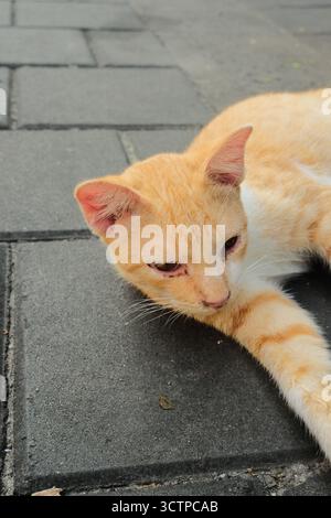 A close-up of an orange stray cat lying on a pavement, appearing tired with watery eyes Stock Photo