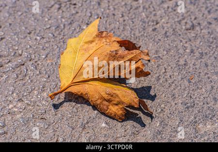 Dry autumn leaf lying on rough asphalt ground. The warm tones of yellow and brown symbolize seasonal change. Nature’s cycle of fall. Stock Photo