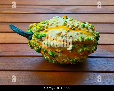 A single multicolored decorative gourd with a bumpy, warted texture sits horizontally on a brown wooden slatted surface. Stock Photo