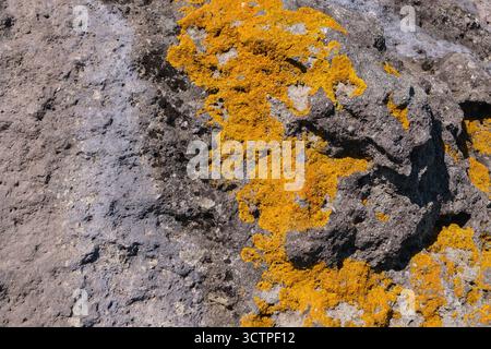 Close-up view of rough gray rock surface covered in patches of bright orange lichen. The vivid growth contrasts sharply with the textured stone. Stock Photo