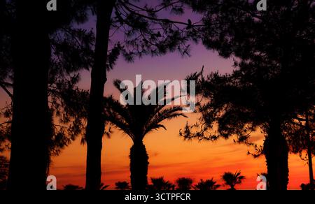 Sunset silhouette paints the sky with gradient of deep orange to purple. Serving as a dramatic backdrop for the stark silhouettes of palm trees. Stock Photo