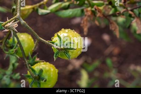 Unripe green tomatoes on a vine. Covered in glistening water droplets, stand out against a blurred natural background of soil and foliage. Stock Photo