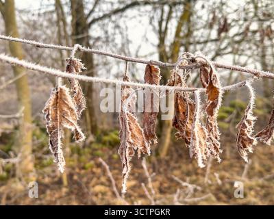 Frosty dry autumn leaves on a tree branch in winter Stock Photo